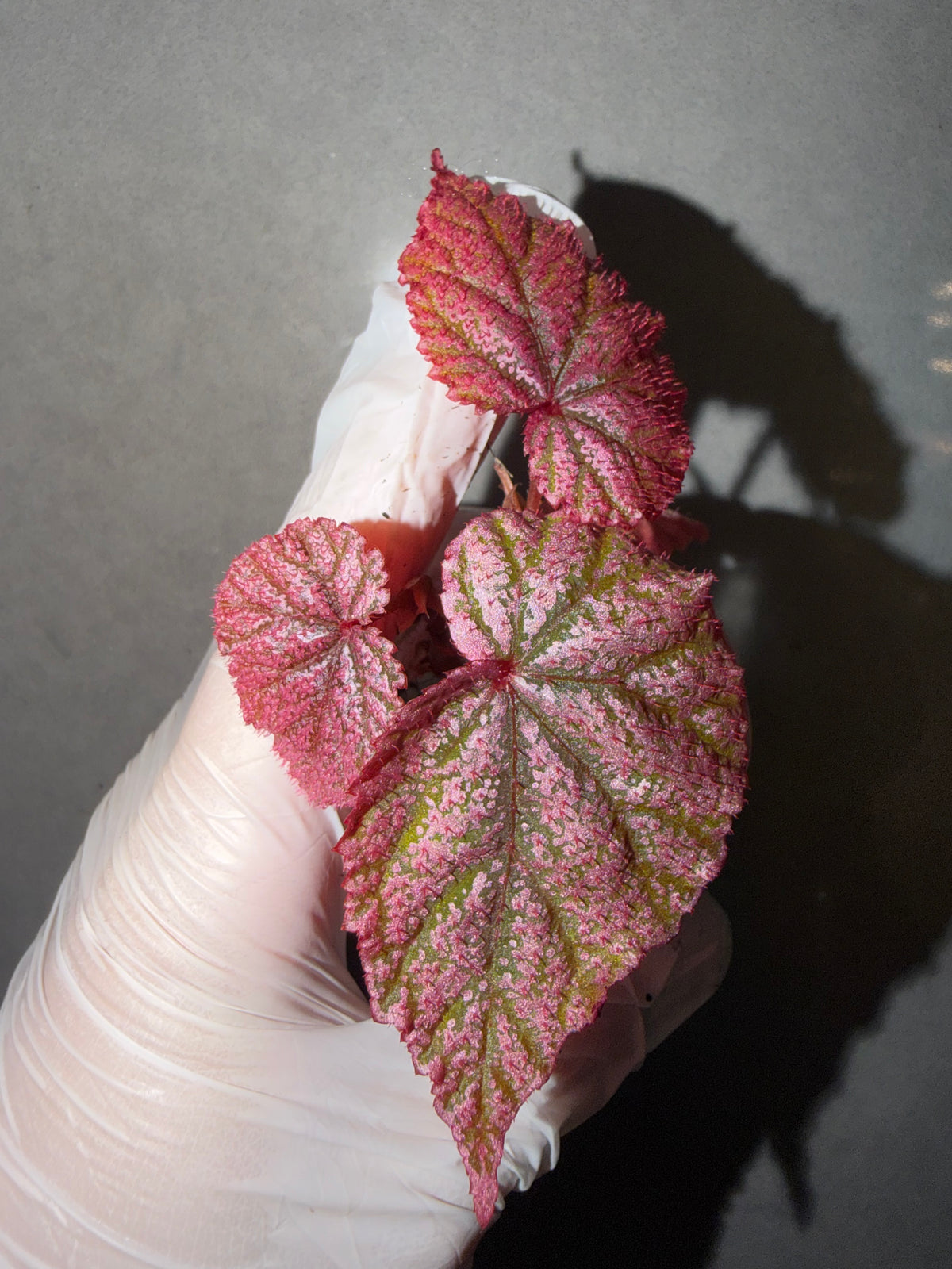 🌿 Begonia 'Tingley Mallet'