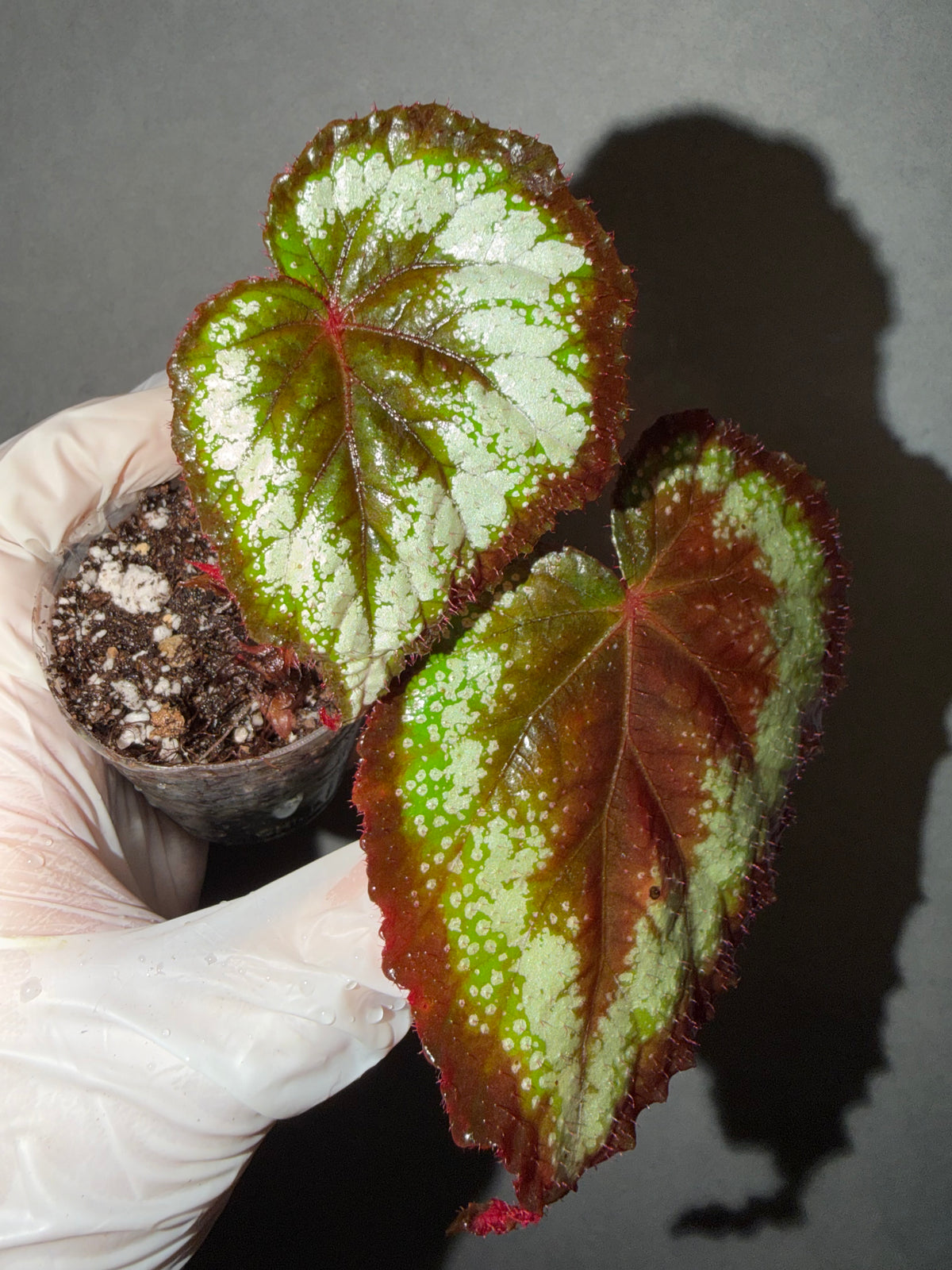 🌿Begonia ’Helen Lewis‘