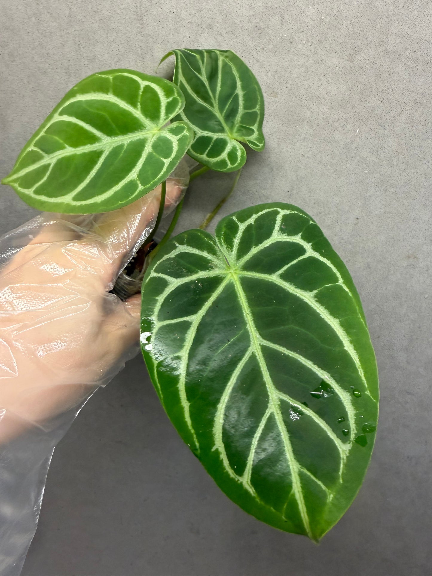 🌿Anthurium Magnificum *Crystallinum