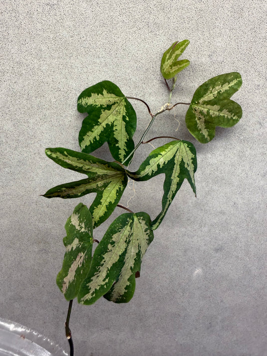 🔮Passiflora trifasciata (Duck Feet Vine)