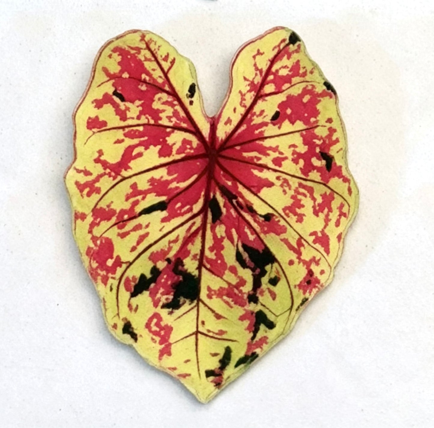 💜Caladium fridge magnet🩷