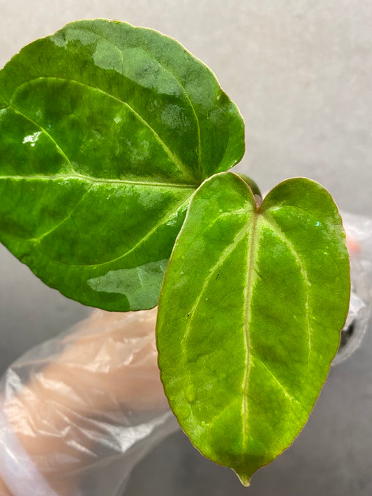 🌿 Anthurium KOS × Red Crystallinum × Bvep