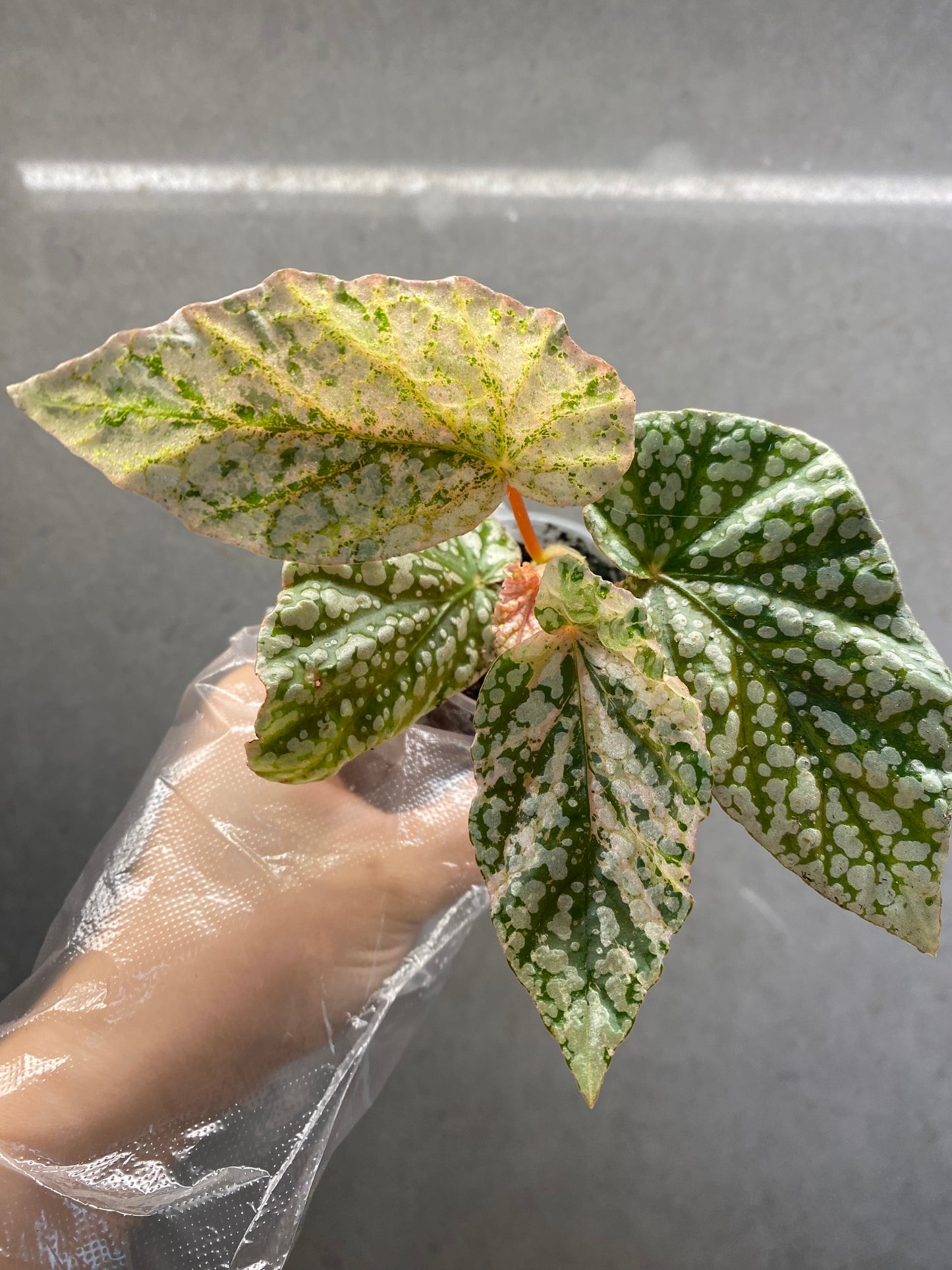 ❄️ Begonia ‘Snow Cap Variegated’