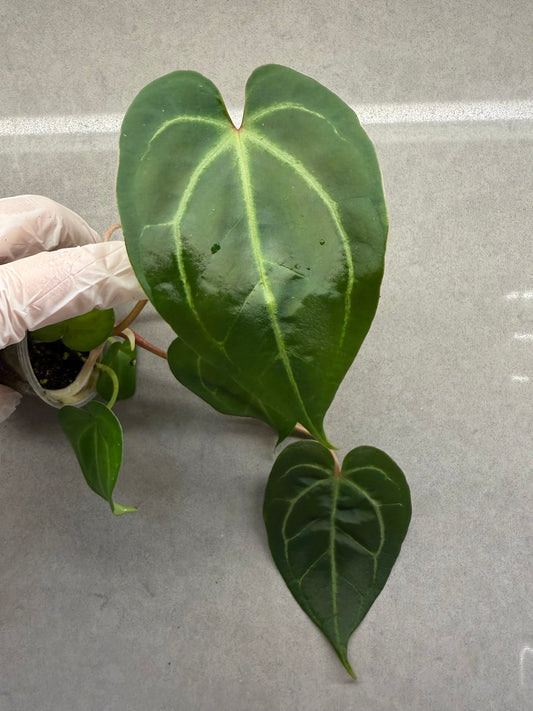 🌿Anthurium Magnificum* forgetii