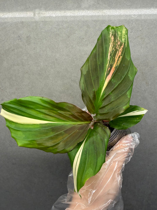 🌸Kaempferia pulchra Pink variegata