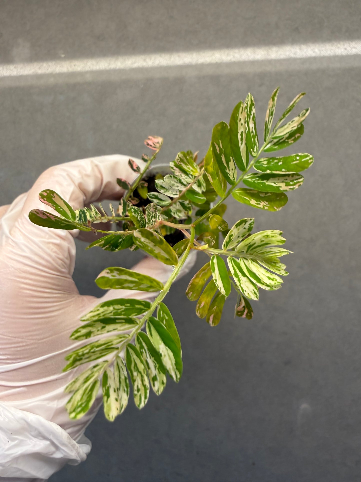 🌸Phyllanthus Urinaria Pink Variegated