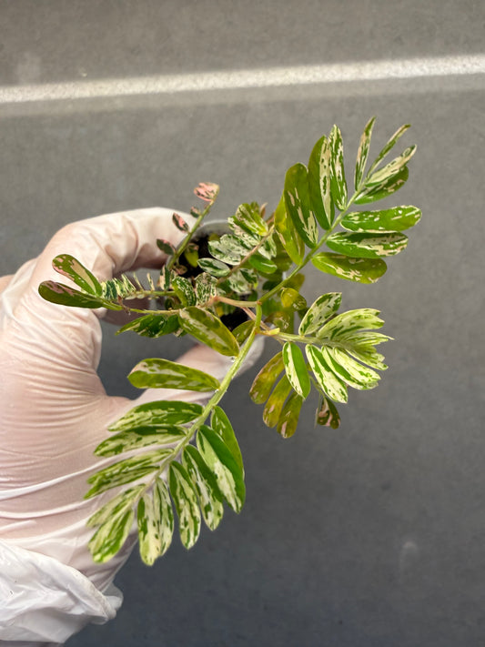 🌸Phyllanthus Urinaria Pink Variegated