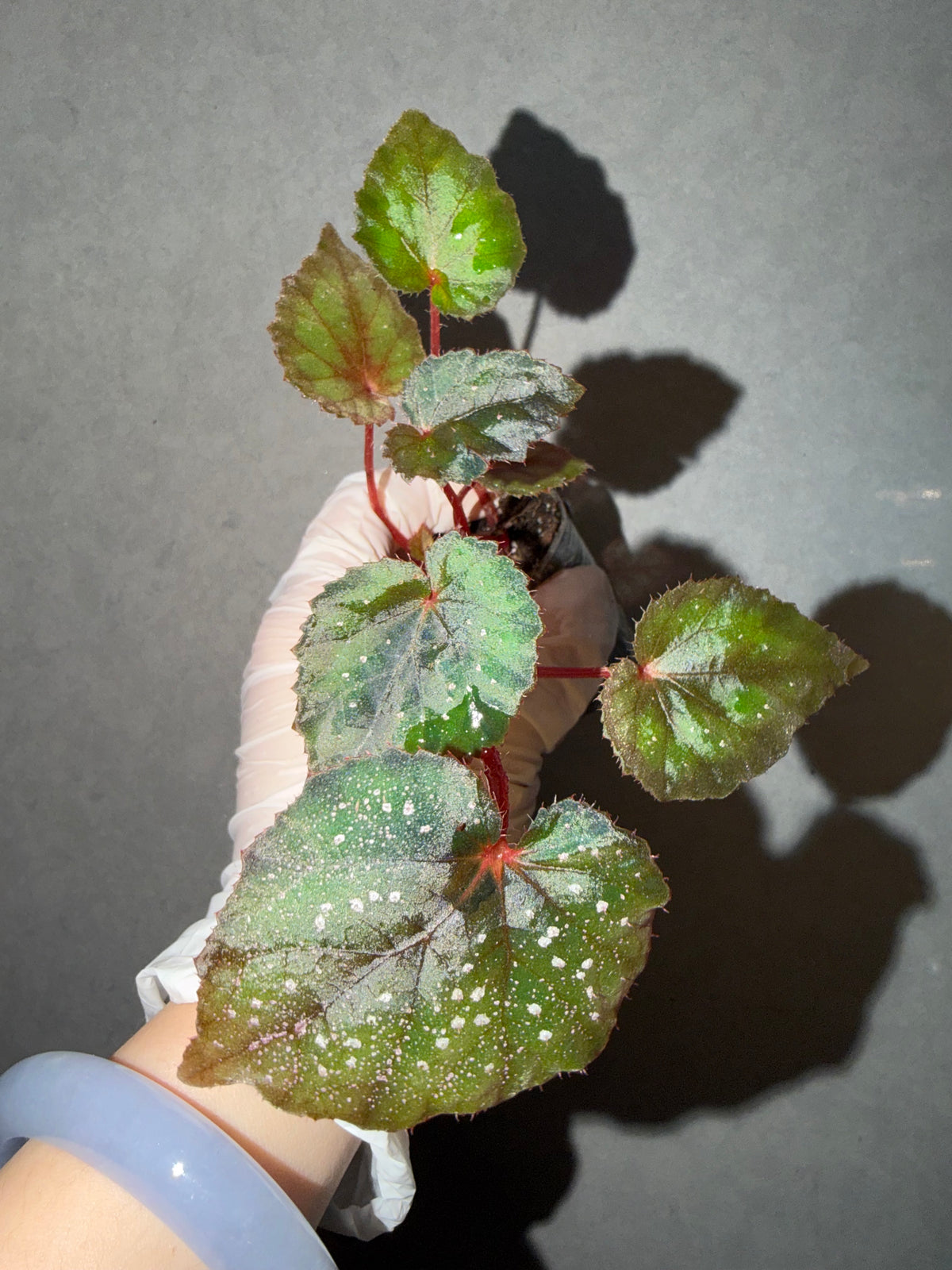 🌃 Begonia 'Blue Danube'