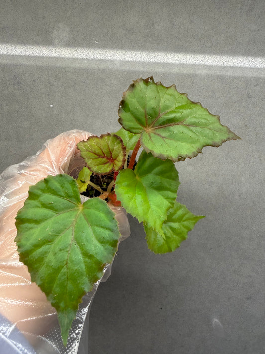 🌿Begonia 'Miss Louisiana