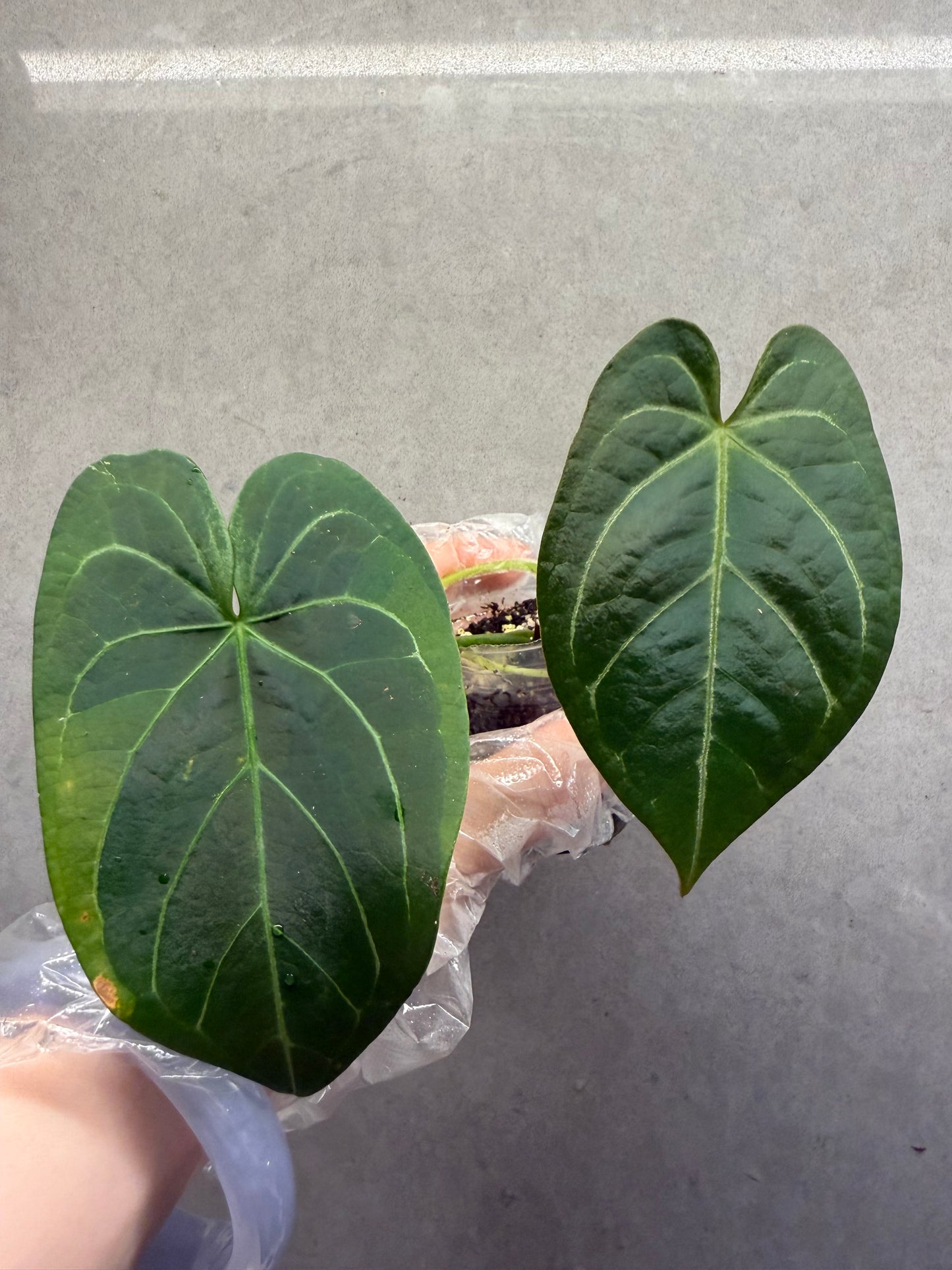 🌿Anthurium Aos *Black Crystallinum