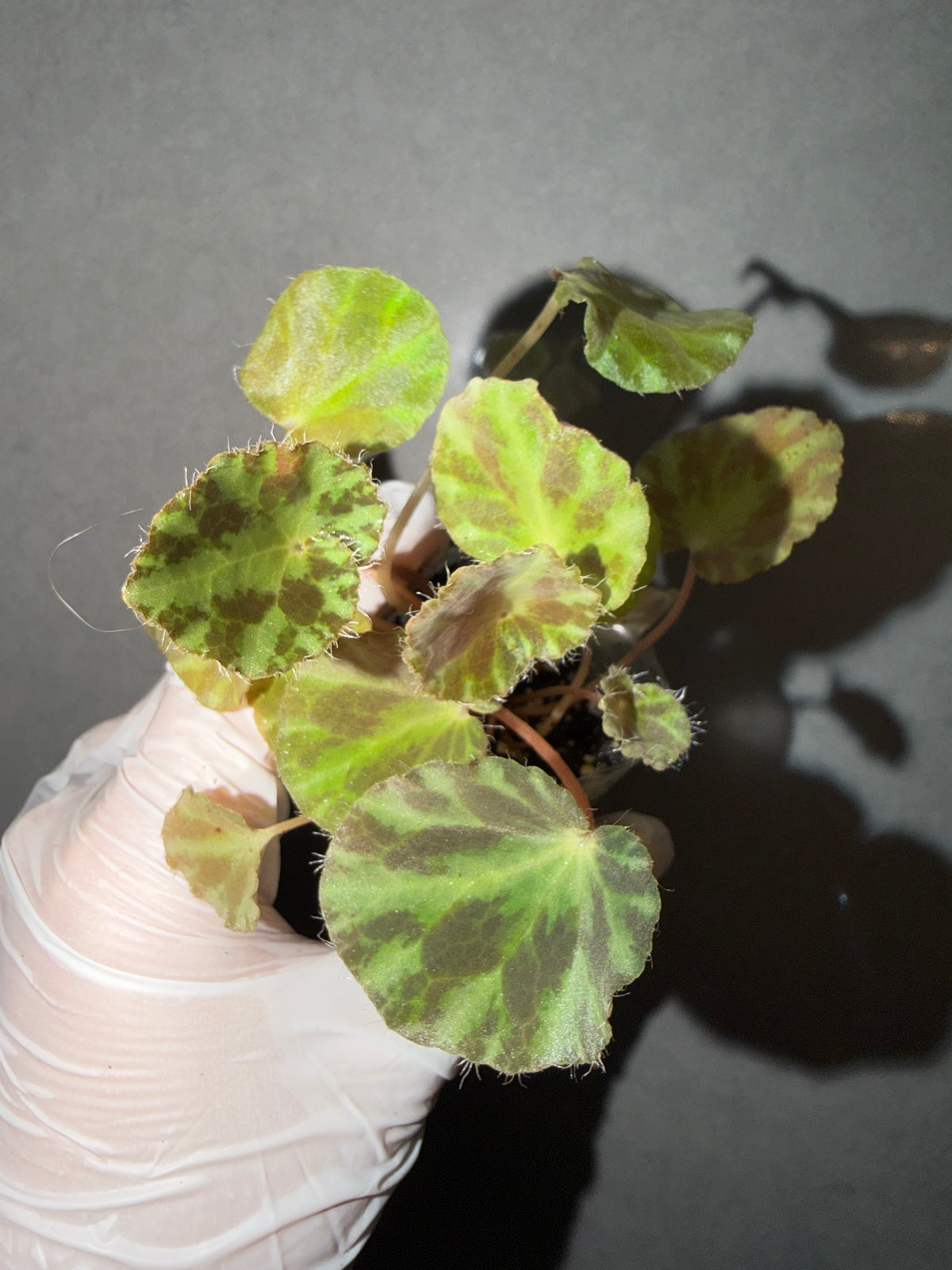 🌿Begonia cleopatrae