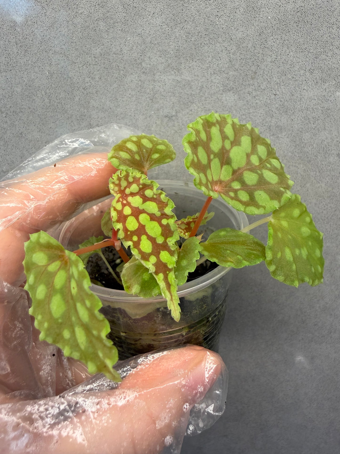 🟢 Begonia chlorosticta