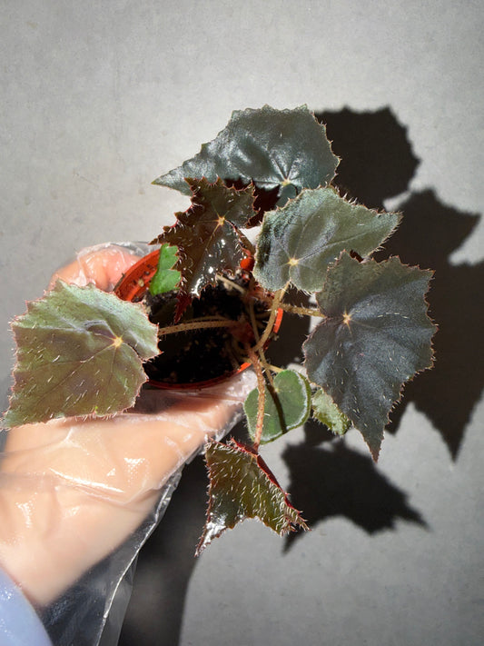 🦢Begonia black velvet