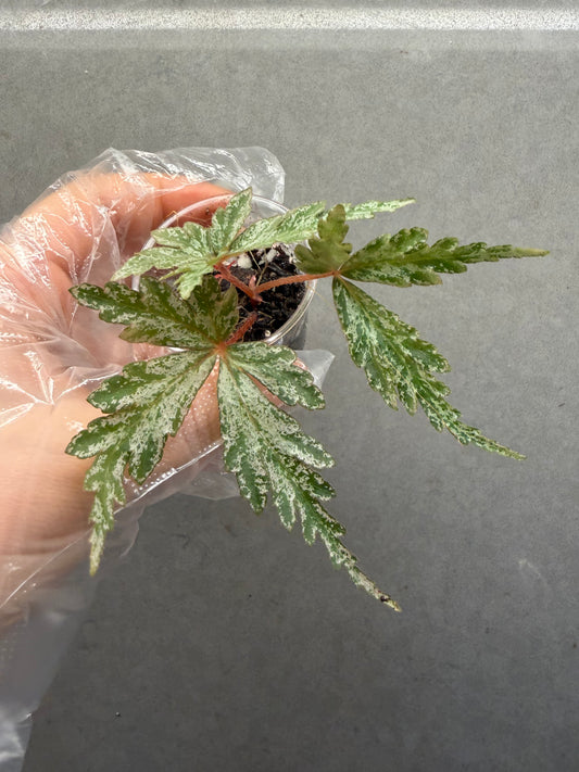 🌿Begonia polilloensis x rajah