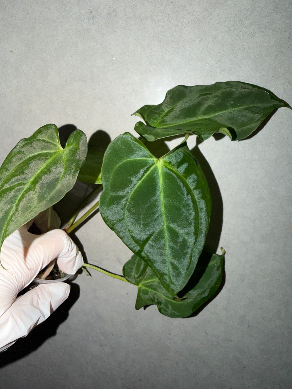 🌿Anthurium Aos* Black Crystallinum