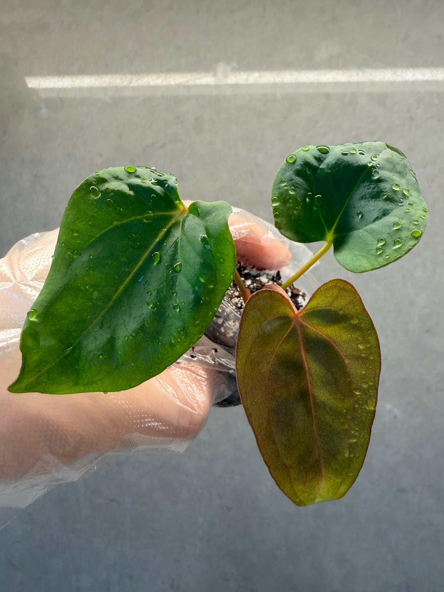 🌿Anthurium Dark Phoenix*Carla