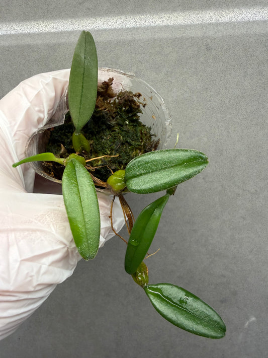 🌱Bulbophyllum lasiochilum