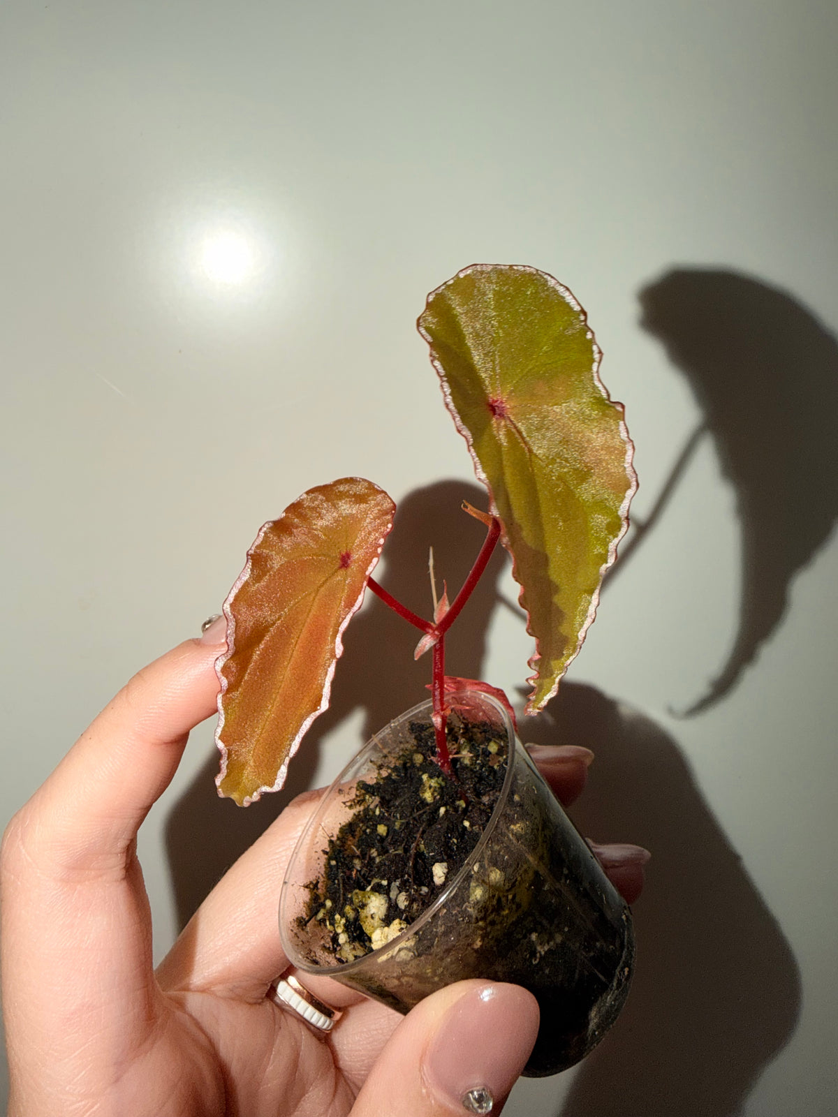 🌿Begonia northbaramensis🫶🏻