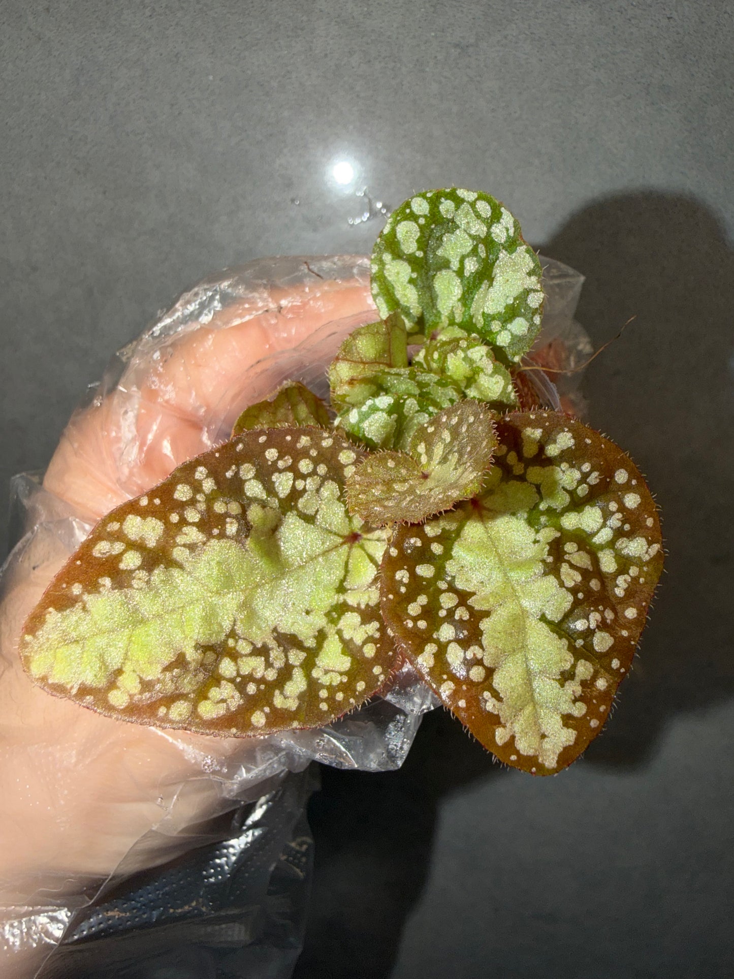 🌿Begonia semiparietalis