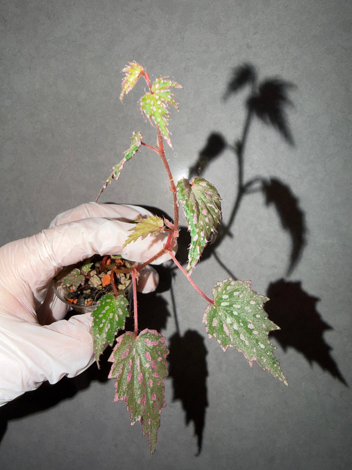🌿Begonia sp. Aurora