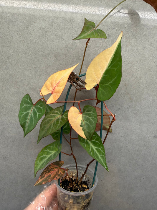 🌸Fallopia multiflora var.