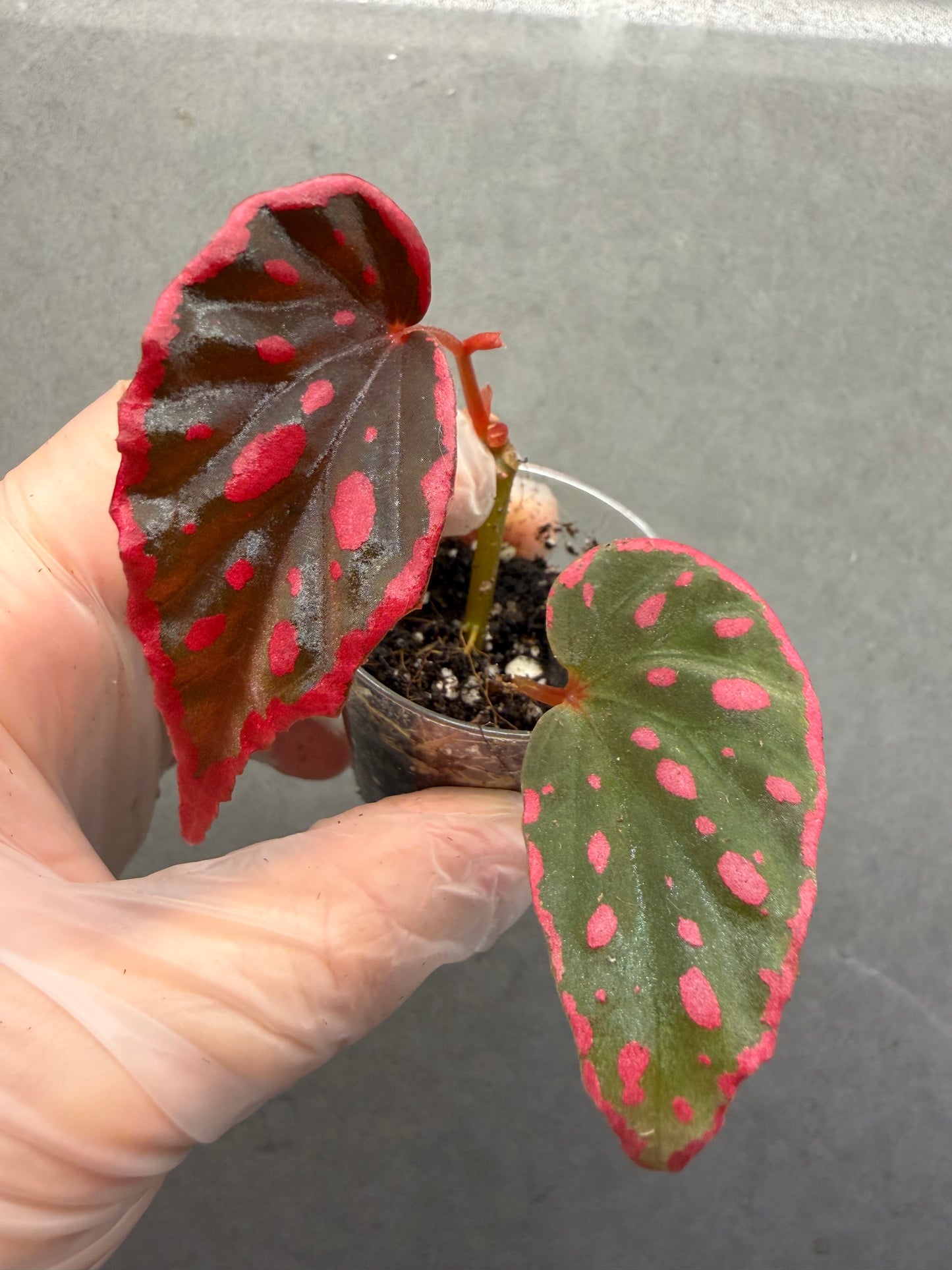🖤 Begonia ‘Nyx’ ✨
