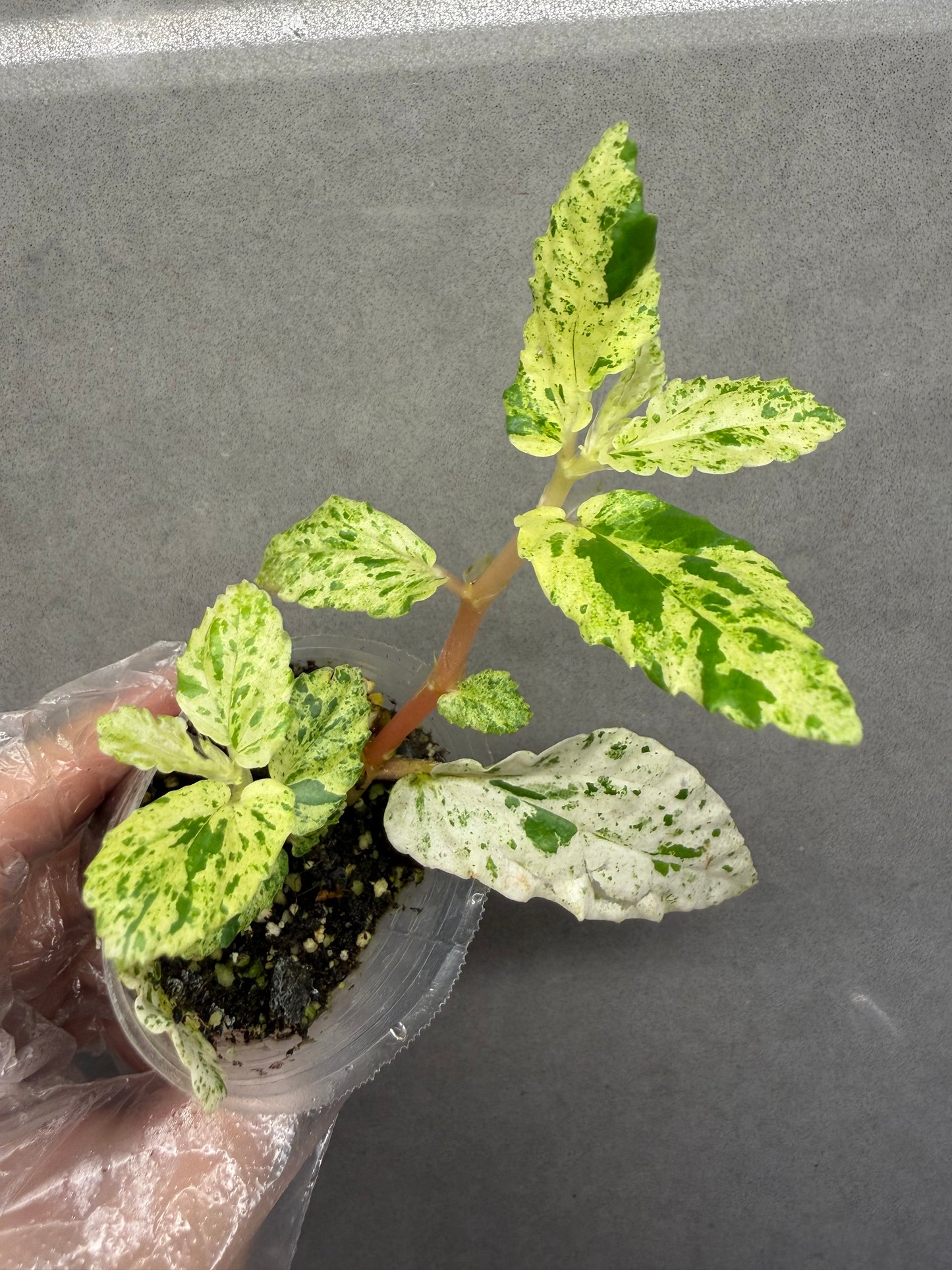 🌿Pellionia repens ’Variegata‘
