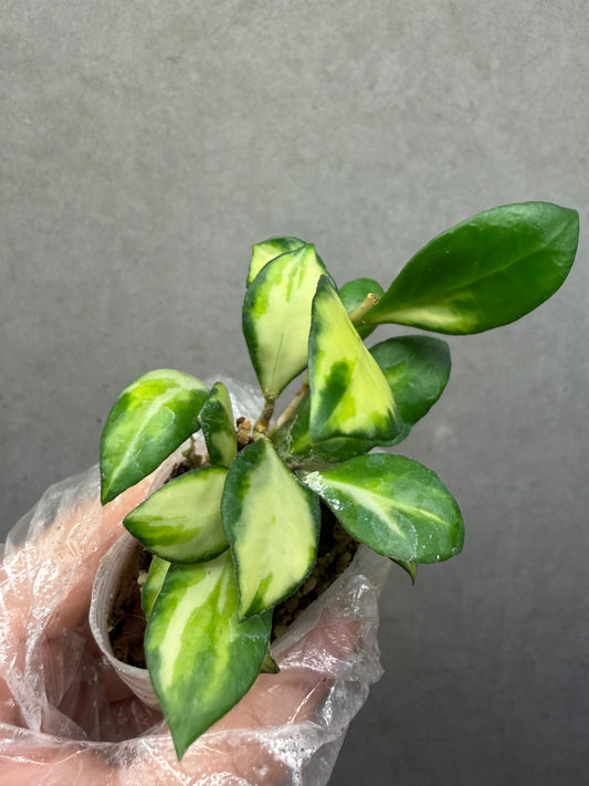 🌿Hoya Heuschkeliana