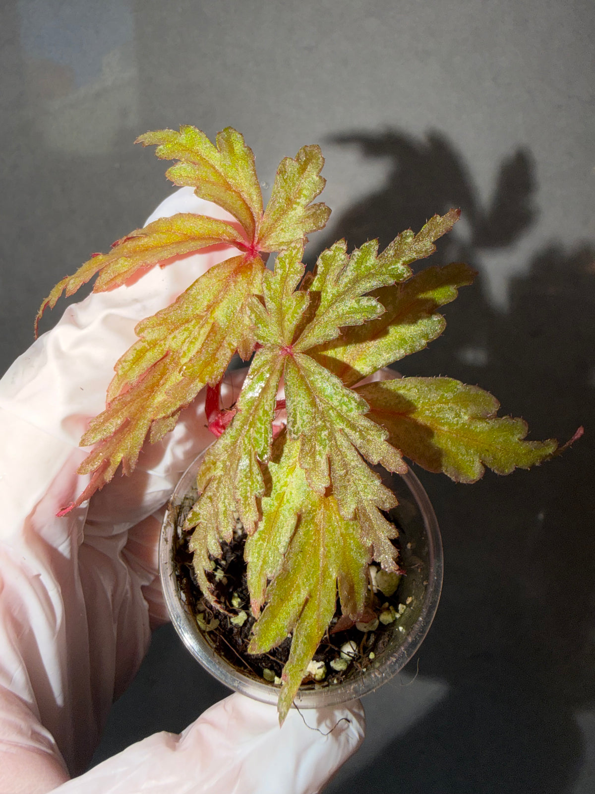 Begonia 5 Combo：polilloensis x rajah➕ hybrid ‘Blue-Green’➕ scapigera➕ Robert Golden➕ Dolce Vita