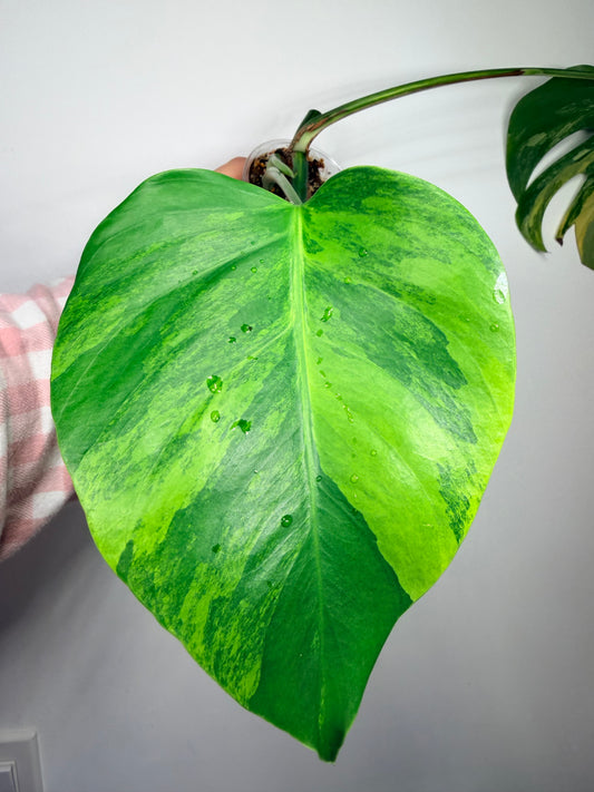 2 leafs Monstera Aurea