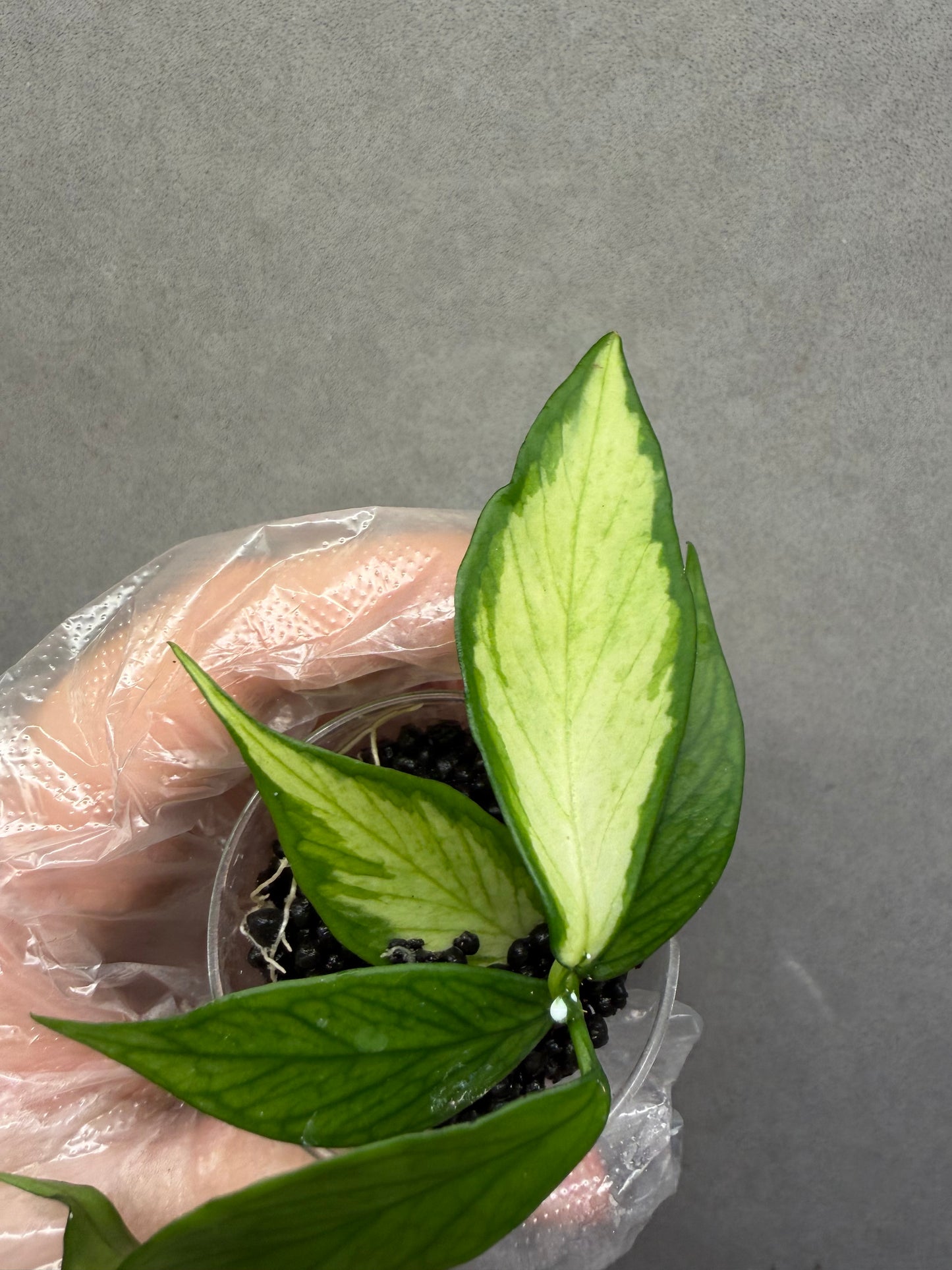 🌿 Hoya polyneura 'Inner Variegated'