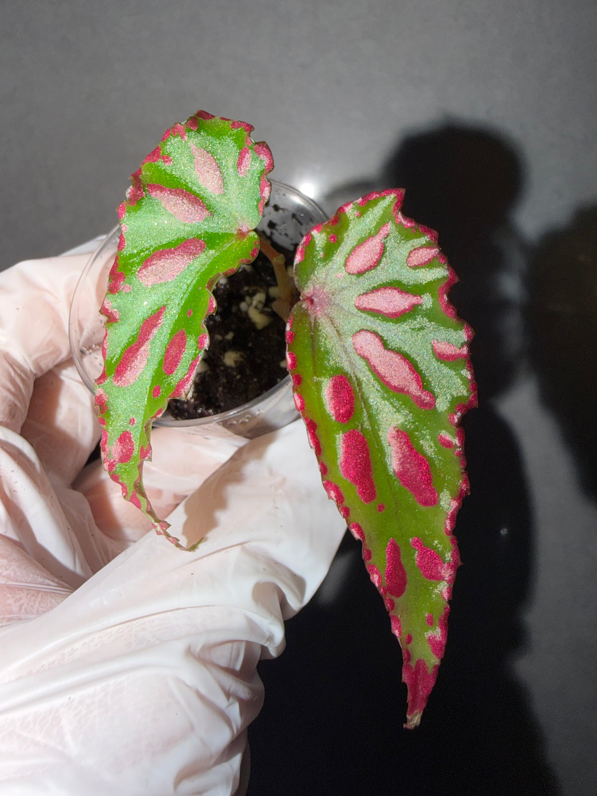 🌿Begonia ‘Pink Lava’