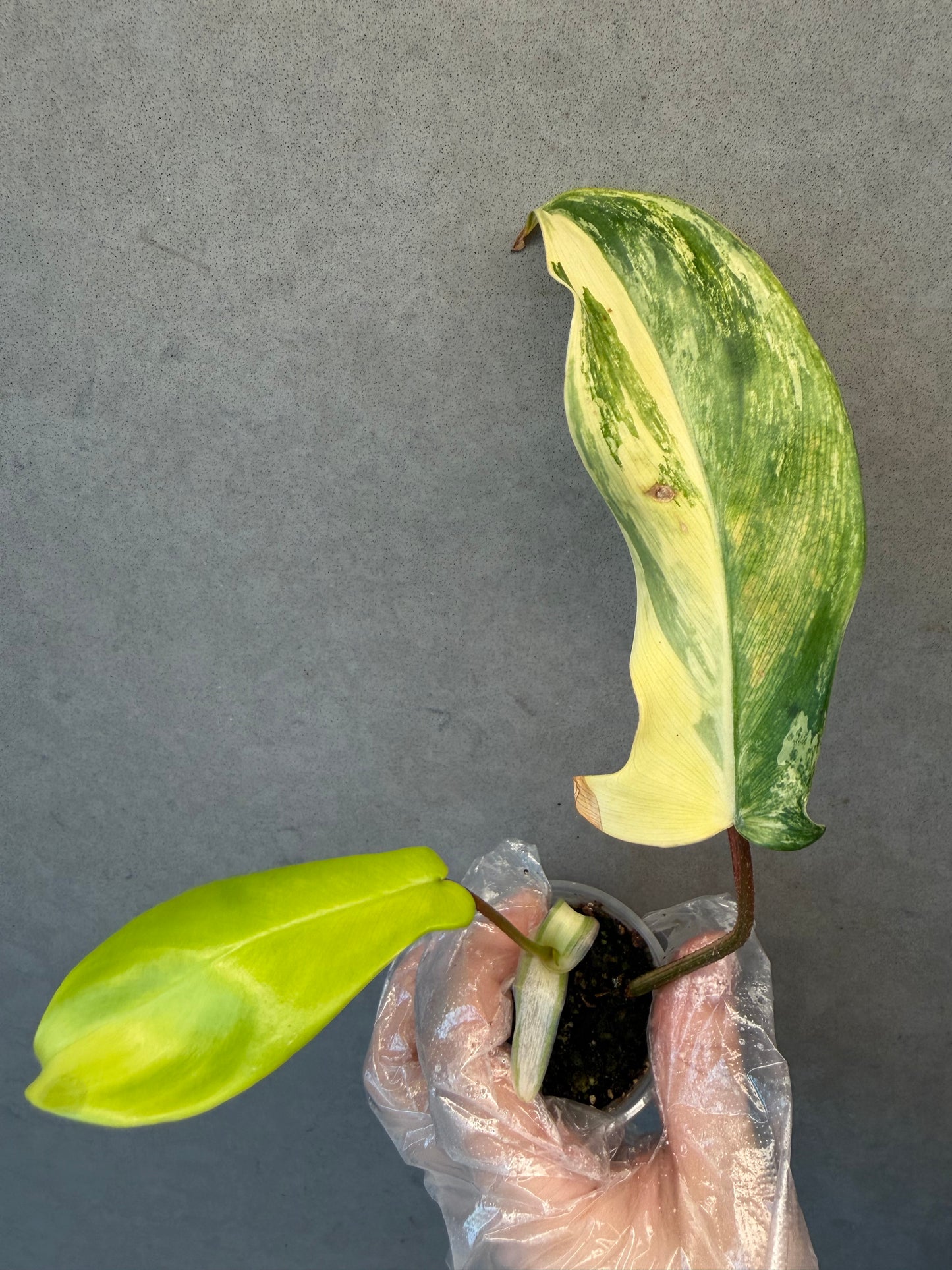 🌿Philodendron Florida Beauty