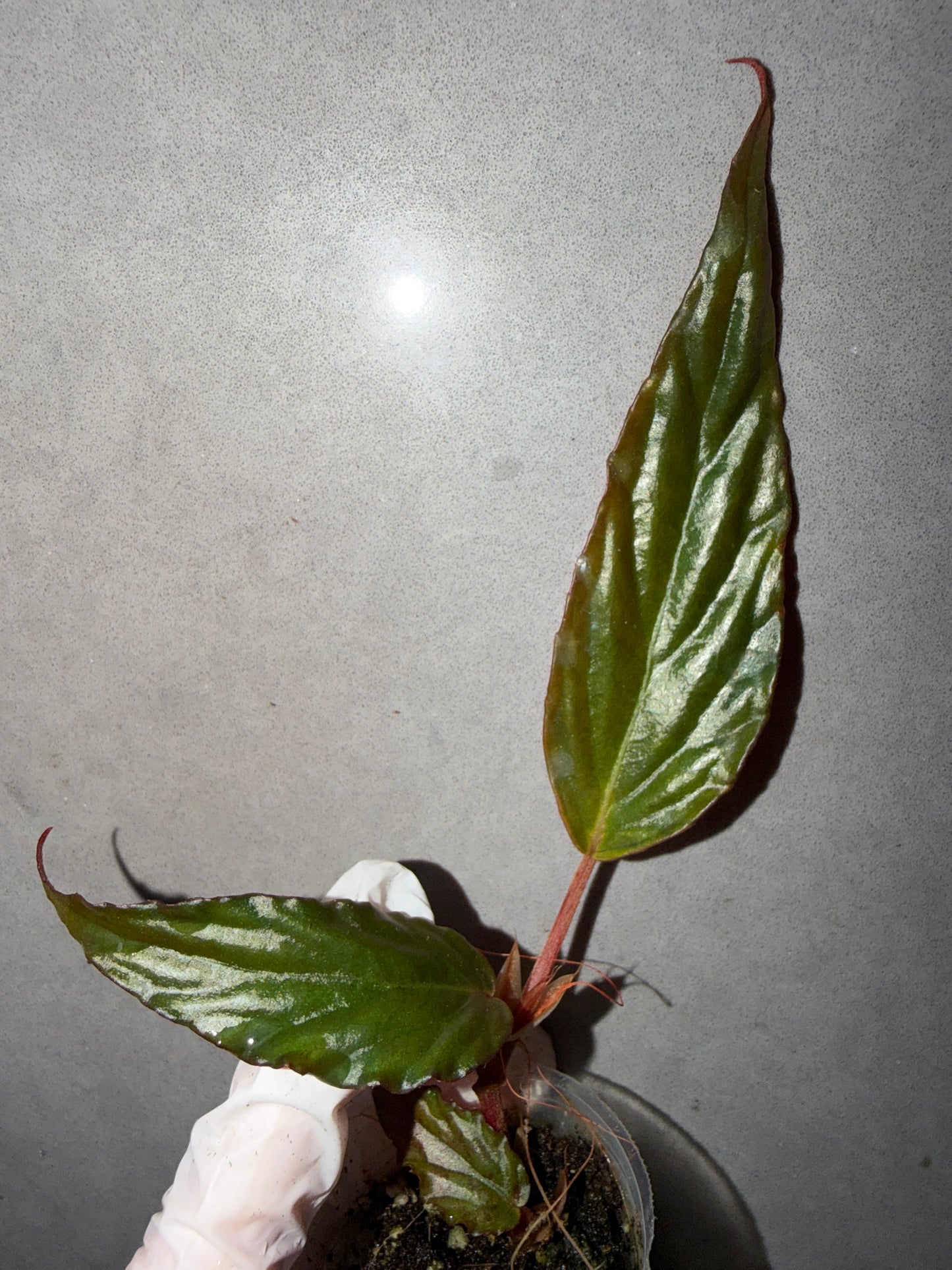 🌿Begonia hatacoa var. rubrifolia（U639）