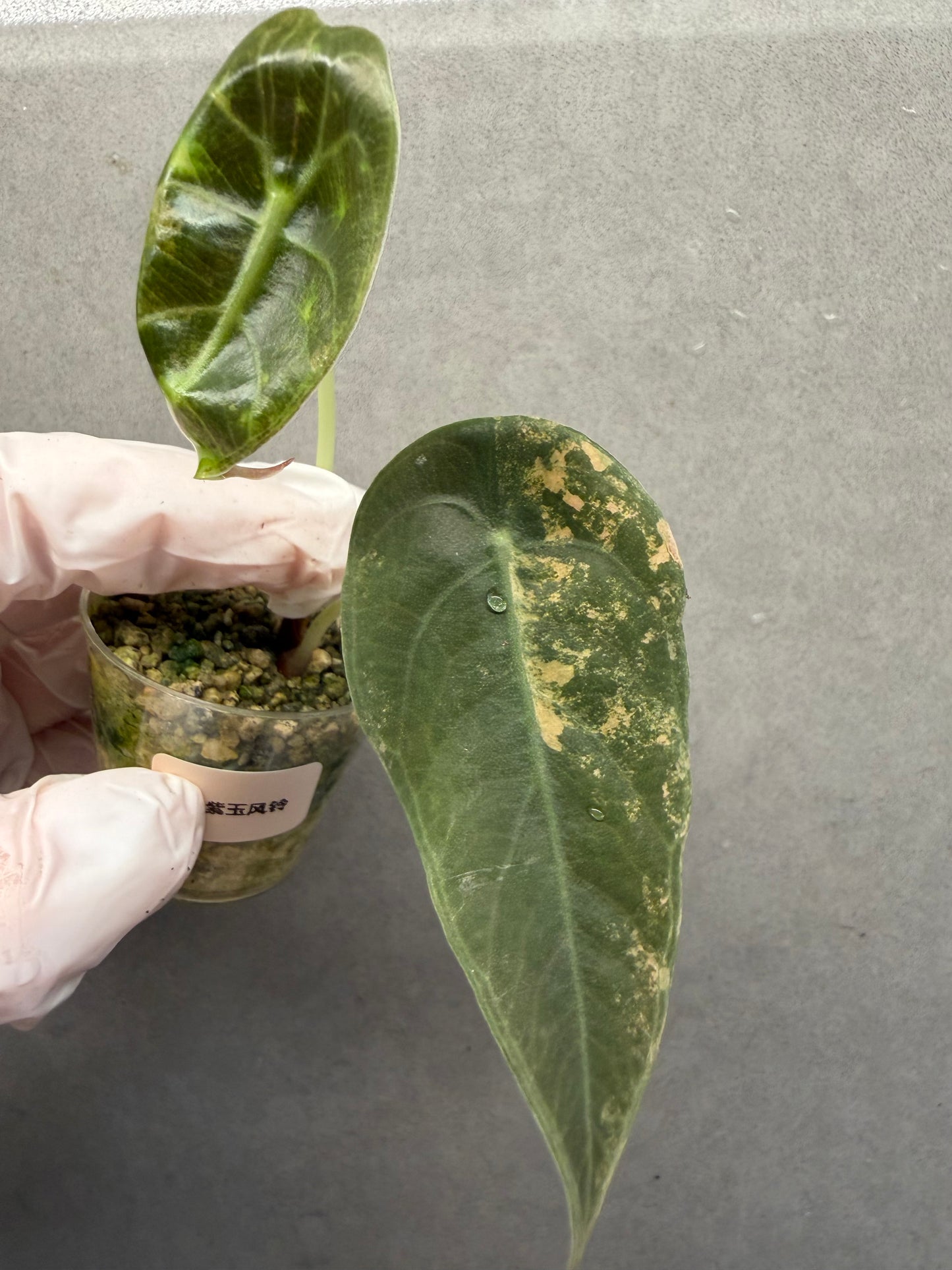 🌿Alocasia Sedenii Aurea Var
