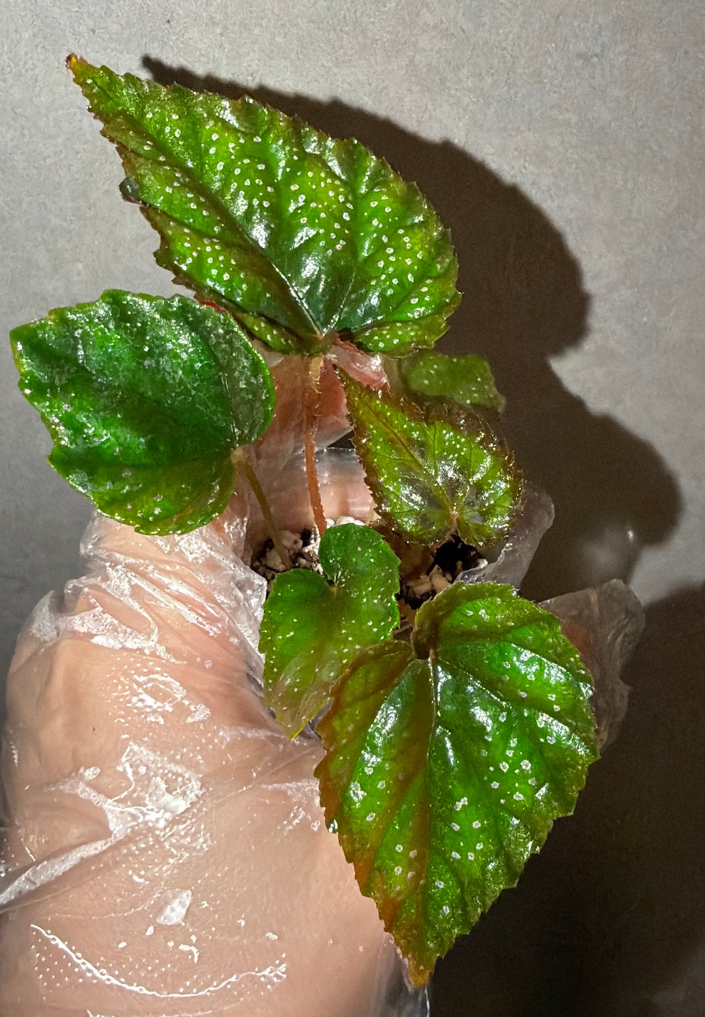 💙 Begonia pavonina hybrid