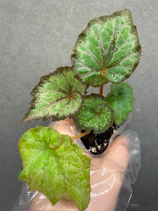🌿 Begonia ‘DS Amor Amor’