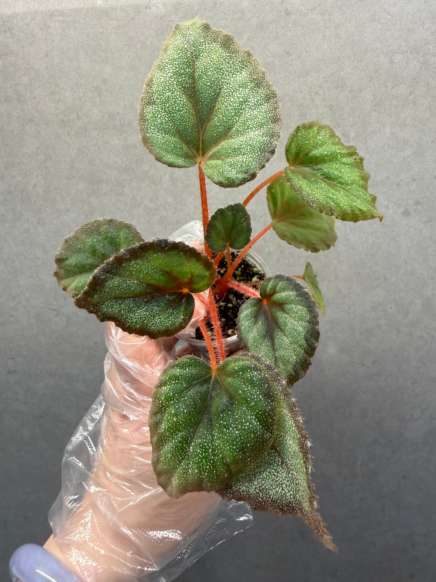 🌿 Begonia ‘Flamingo’