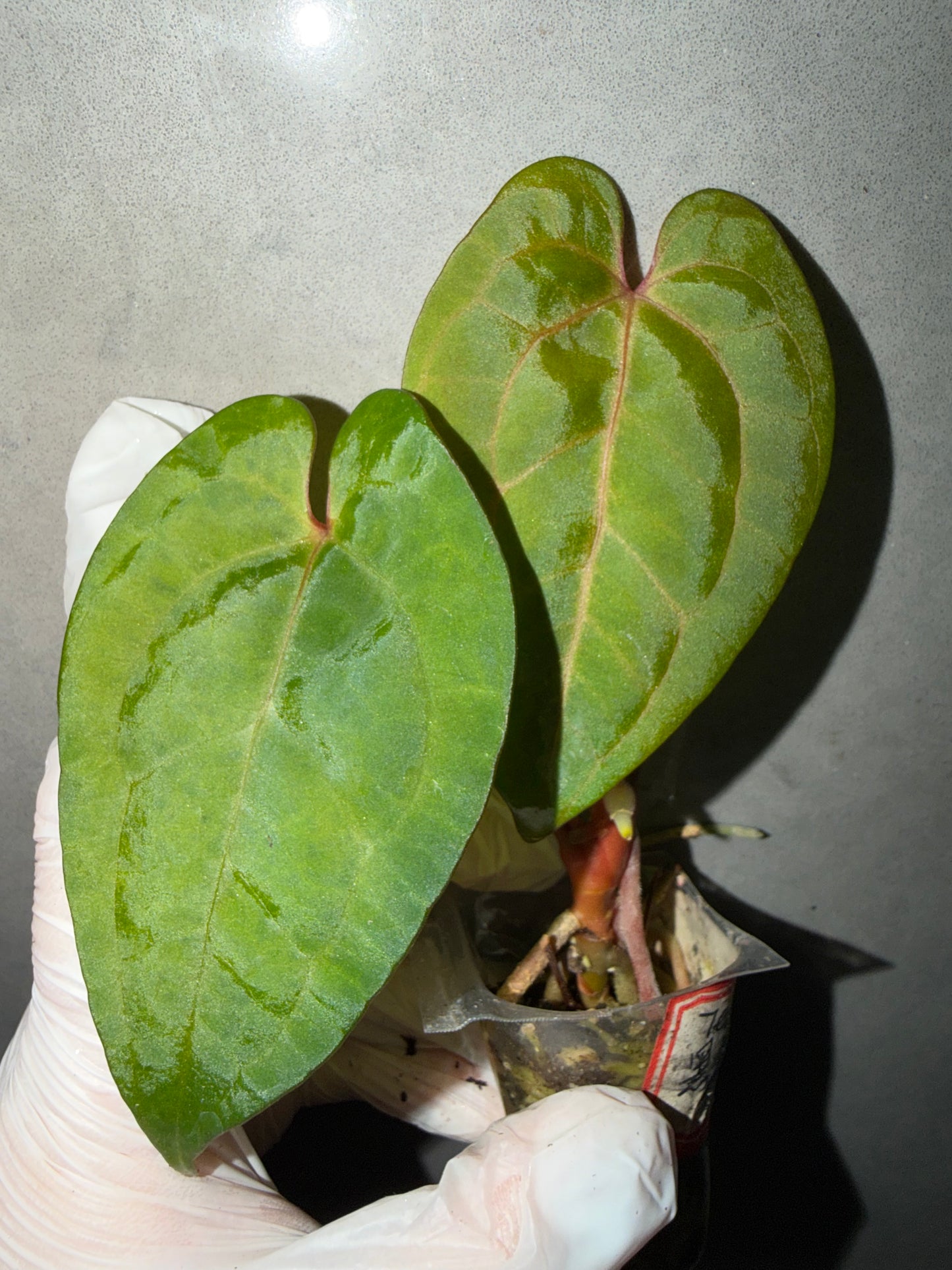 🌿Anthurium Tezula ace of spades*RVDP