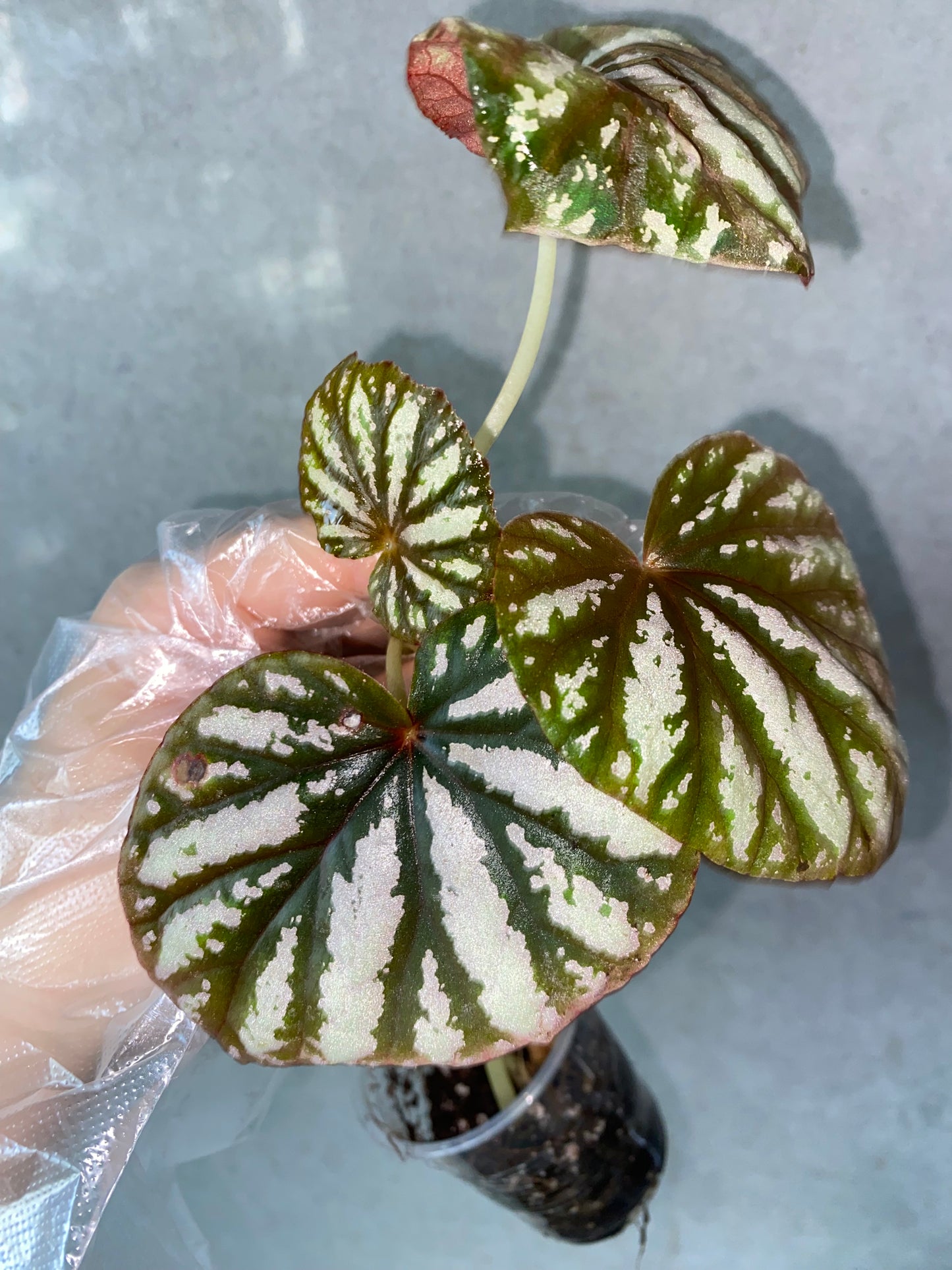 🌿 Begonia 'Candy Stripe'