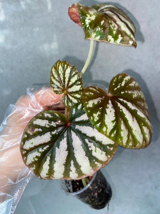 🌿 Begonia 'Candy Stripe'