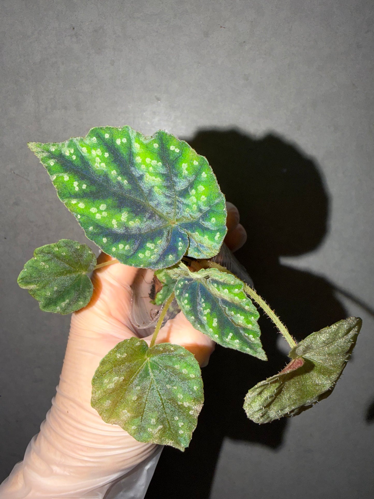 🌿Begonia pseudoedulis