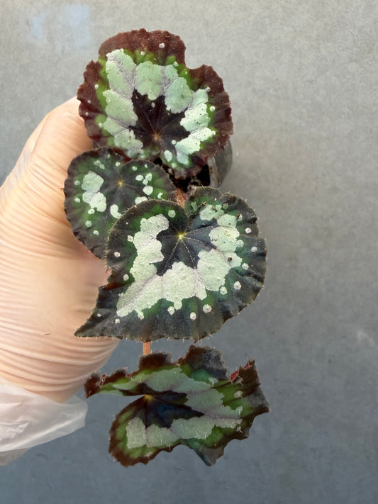 🌿 Begonia 'Dolce Vita'