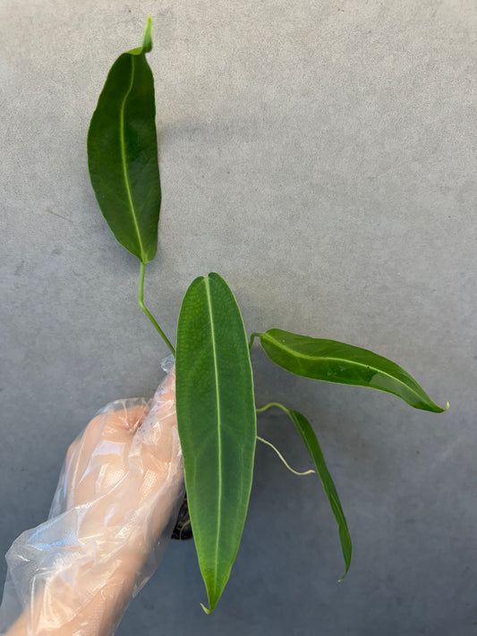 🌿 Anthurium warocqueanum
