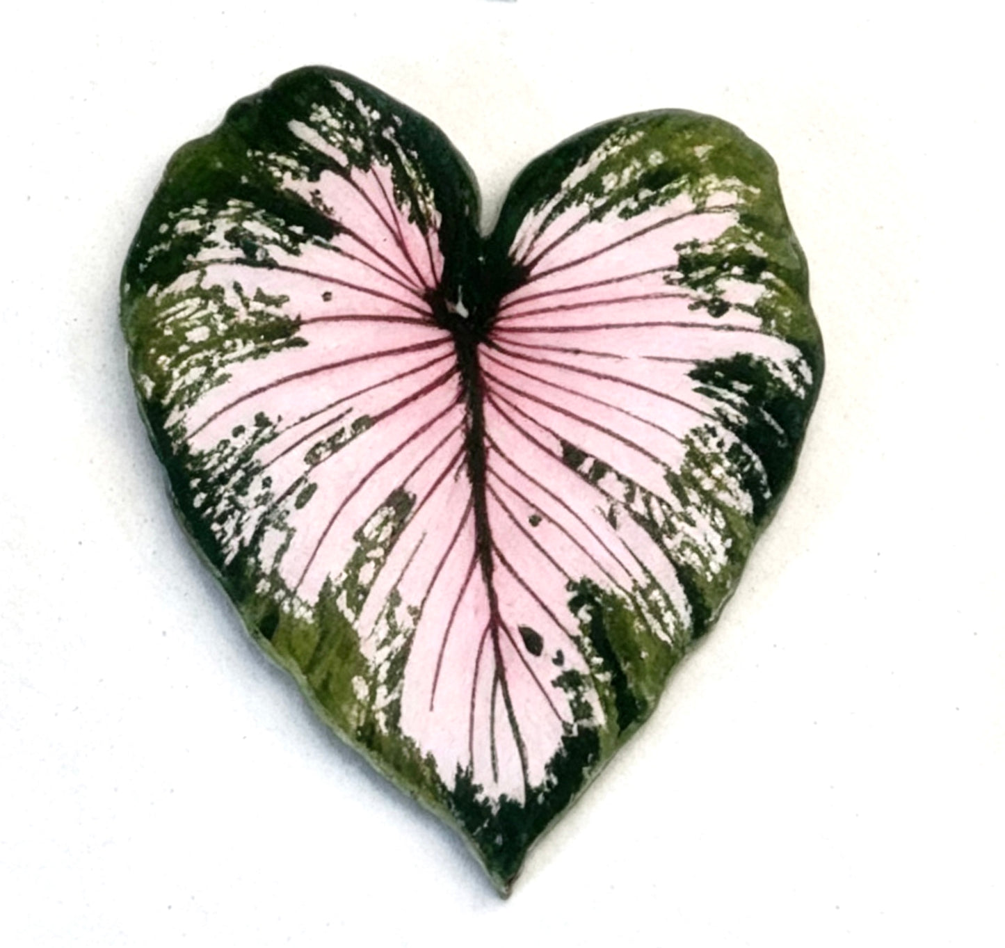 💜Caladium fridge magnet🩷
