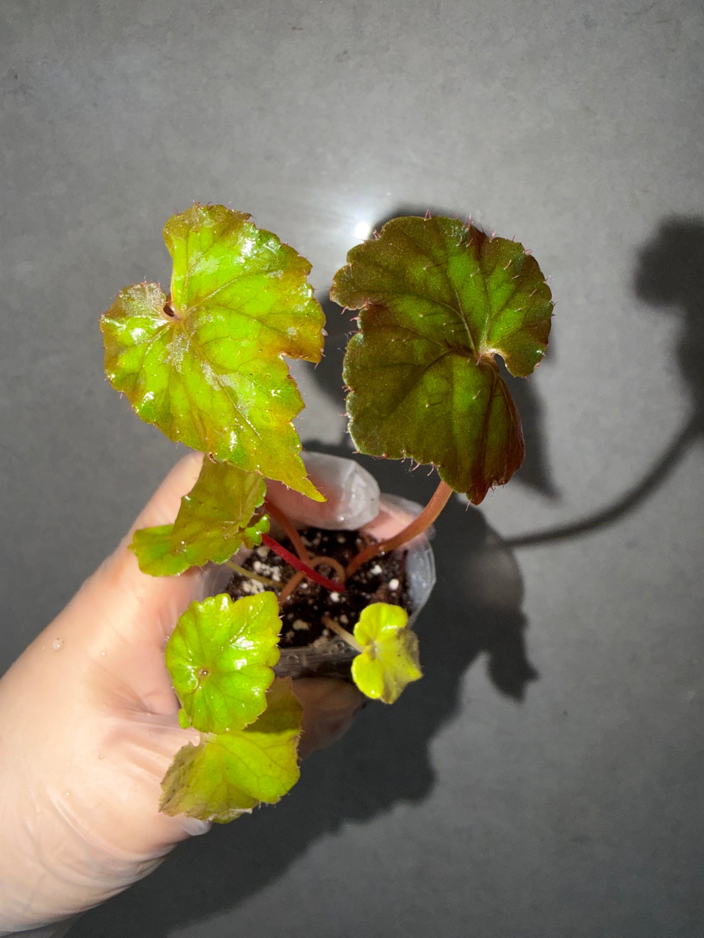 ⚡️Begonia ThunderCloud☁️