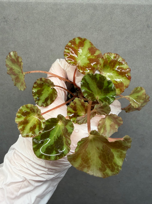 🌿Begonia cleopatrae