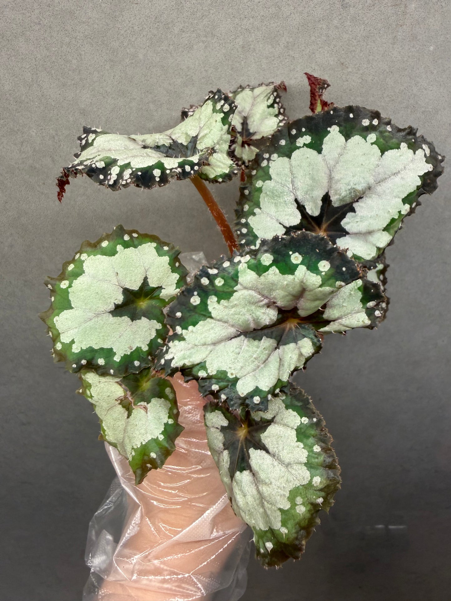 🌿 Begonia 'Dolce Vita'