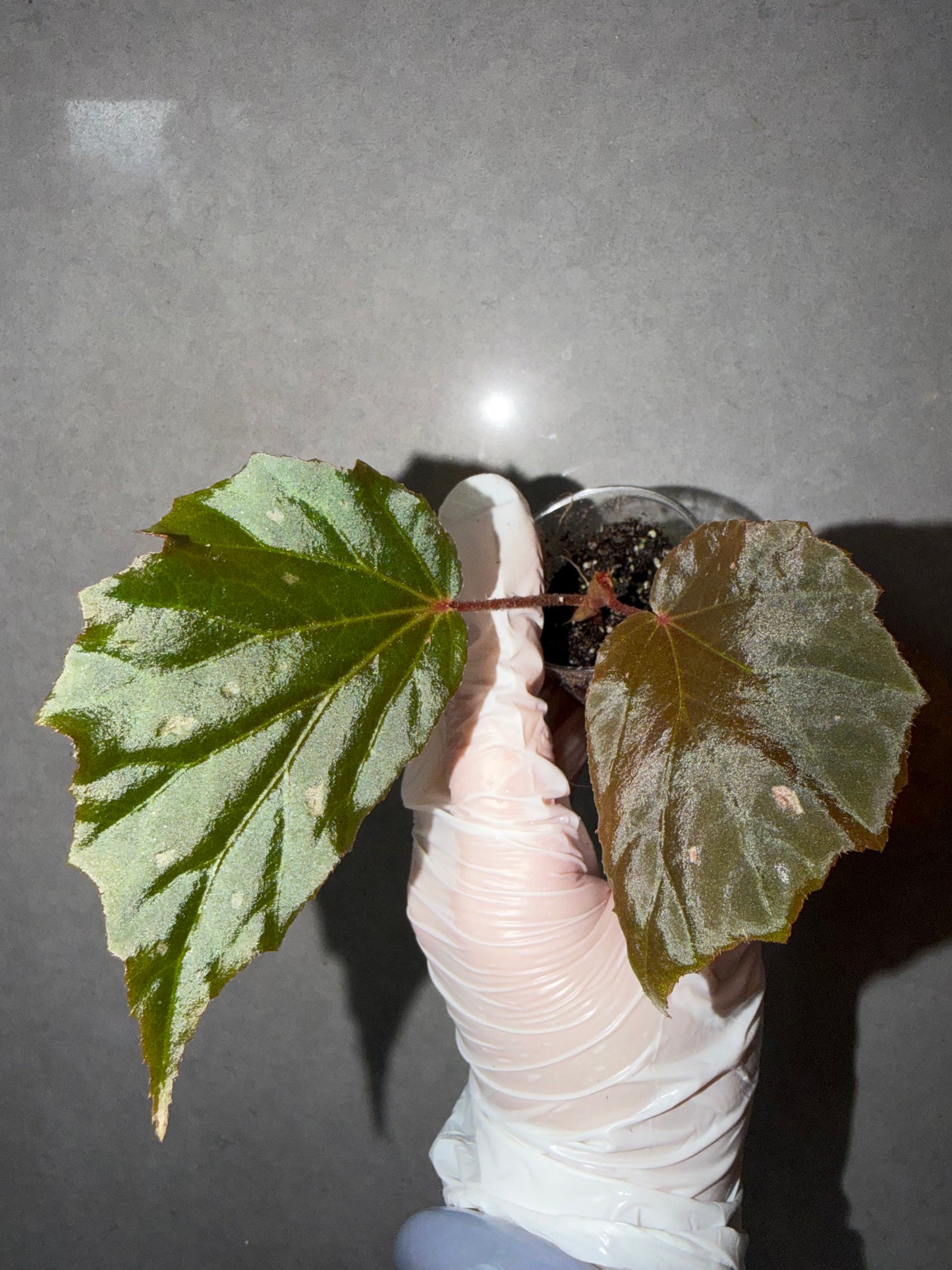 🌿Begonia ’Black Bat‘