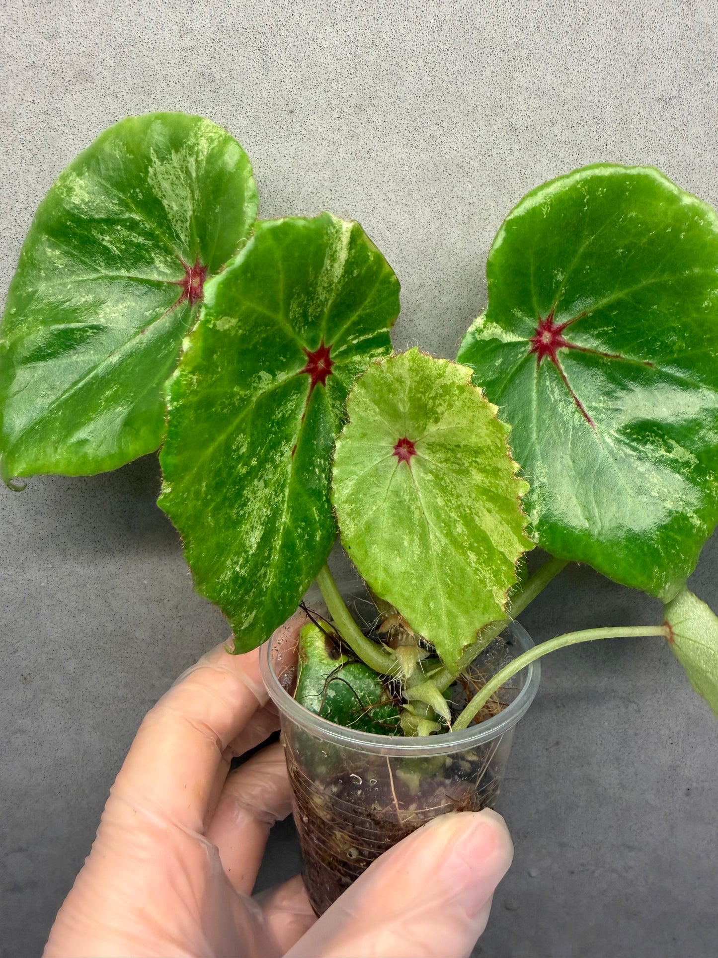 🌿 Begonia 'Rouge' Variegated